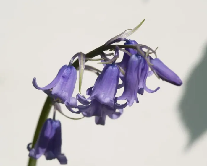 Framed Print : Bluebell. A bluebell from the Wildlife Garden at the Natural History Museum, London Framed Print : Bluebell. A bluebell from the Wildlife Garden at the Natural History Museum, London