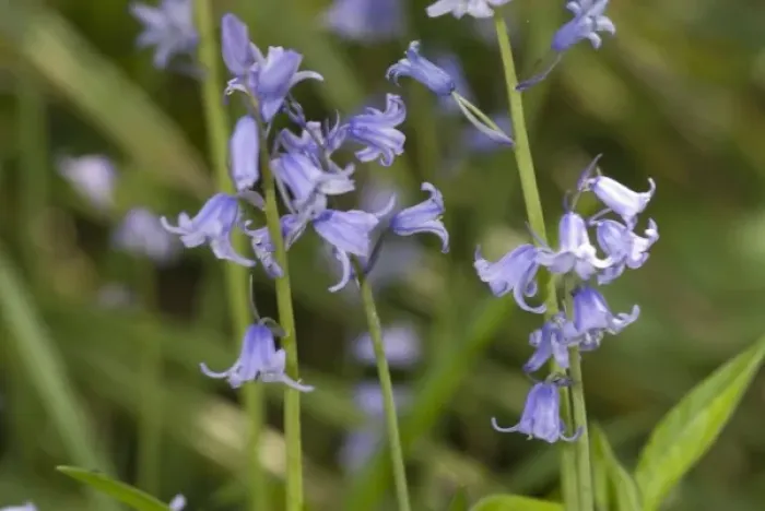 Framed Print : Bluebell. A bluebell in the Wildlife Garden at the Natural History Museum, London Framed Print : Bluebell. A bluebell in the Wildlife Garden at the Natural History Museum, London