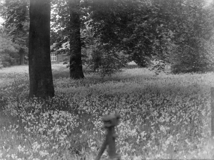 Framed Print : A Bluebell Wood Framed Print : A Bluebell Wood