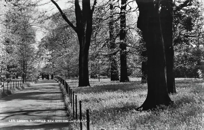 Framed Print : Bluebells at Kew Gardens Framed Print : Bluebells at Kew Gardens