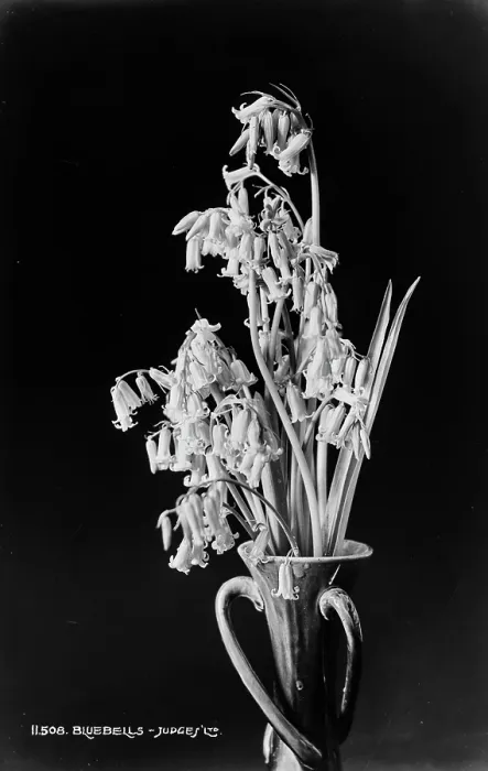 Framed Print : Bluebells in a Vase Framed Print : Bluebells in a Vase