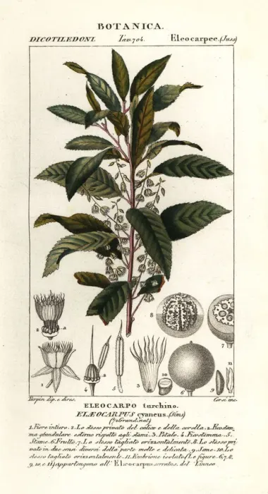 Framed Print : Blueberry ash, Elaeocarpus cyaneus Framed Print : Blueberry ash, Elaeocarpus cyaneus