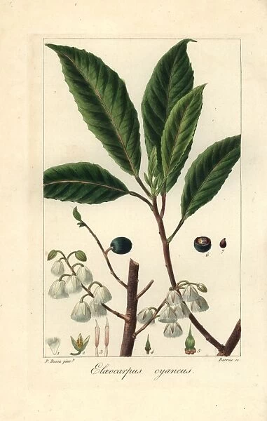 Blueberry ash, Elaeocarpus reticulatus, native to Australia