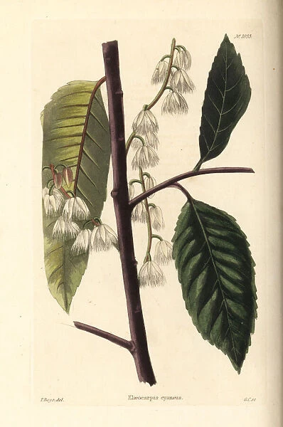 Blueberry ash, Elaeocarpus reticulatus