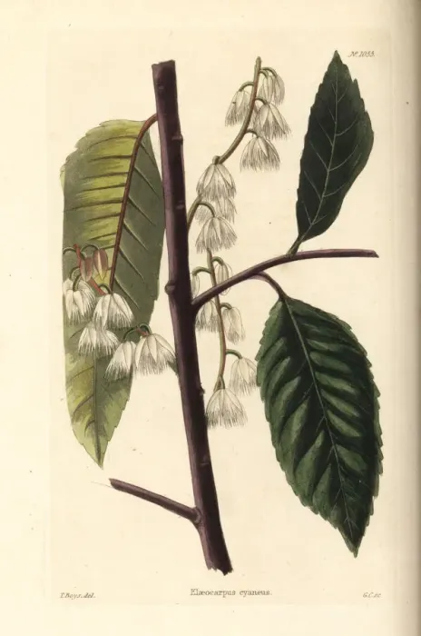 Framed Print : Blueberry ash, Elaeocarpus reticulatus Framed Print : Blueberry ash, Elaeocarpus reticulatus