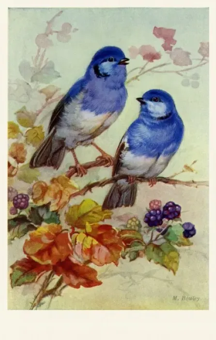 Framed Print : Bluebirds & blossoms Framed Print : Bluebirds & blossoms