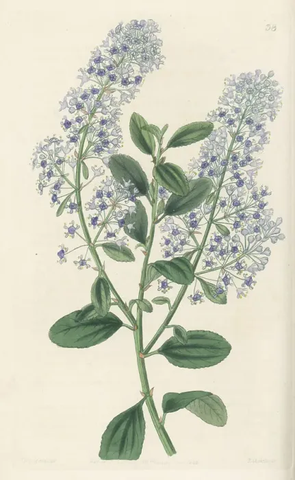 Framed Print : Blueblossom, Ceanothus thyrsiflorus Framed Print : Blueblossom, Ceanothus thyrsiflorus