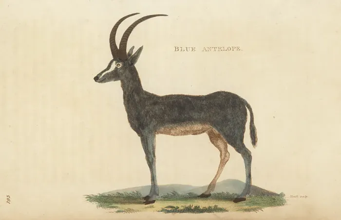 Framed Print : Bluebuck, Hippotragus leucophaeus, extinct Framed Print : Bluebuck, Hippotragus leucophaeus, extinct