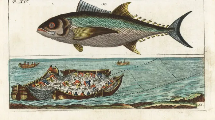 Framed Print : Bluefin tuna, and tuna fishing with nets Framed Print : Bluefin tuna, and tuna fishing with nets