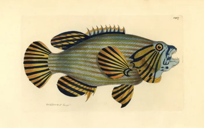 Framed Print : Bluelined hind or rockcod, Cephalopholis formosa Framed Print : Bluelined hind or rockcod, Cephalopholis formosa