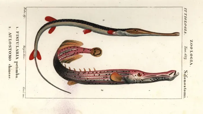 Framed Print : Bluespotted cornetfish and Chinese trumpetfish Framed Print : Bluespotted cornetfish and Chinese trumpetfish