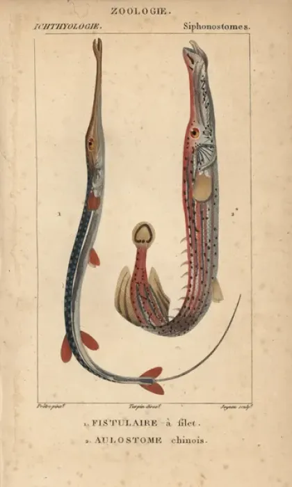 Framed Print : Bluespotted cornetfish, Fistularia tabacaria Framed Print : Bluespotted cornetfish, Fistularia tabacaria