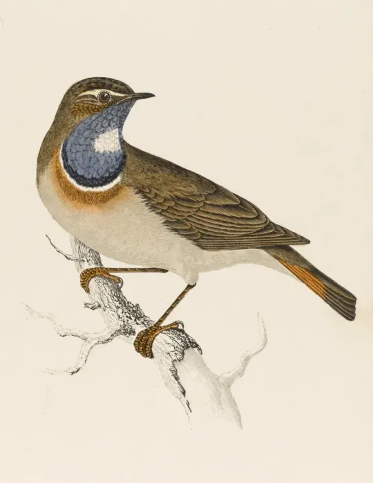 Framed Print : Bluethroat / Bluebreast Framed Print : Bluethroat / Bluebreast