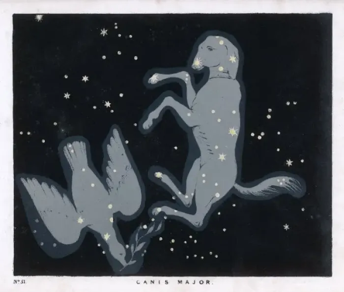 Framed Print : Blunt / Canis Major / Pl 51 Framed Print : Blunt / Canis Major / Pl 51