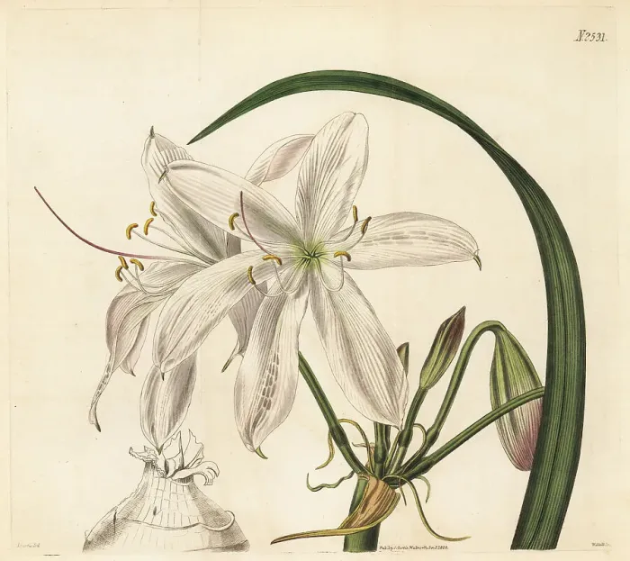 Framed Print : Blush-coloured sand crinum, Crinum arenarium Framed Print : Blush-coloured sand crinum, Crinum arenarium