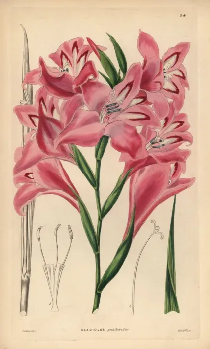Framed Print : Blush-flowered cornflag hybrid, Gladiolus x pudibundus Framed Print : Blush-flowered cornflag hybrid, Gladiolus x pudibundus