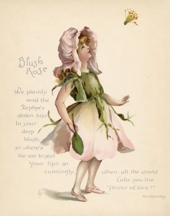 Framed Print : Blush Rose / Language of Flowers Framed Print : Blush Rose / Language of Flowers