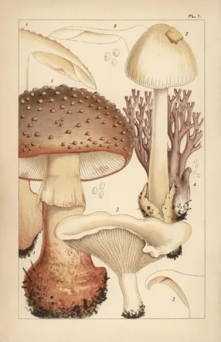 Framed Print : Blusher mushroom, grisette, miller and coral fungus Framed Print : Blusher mushroom, grisette, miller and coral fungus