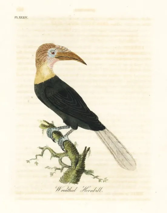 Framed Print : Blyths hornbill, Rhyticeros plicatus Framed Print : Blyths hornbill, Rhyticeros plicatus