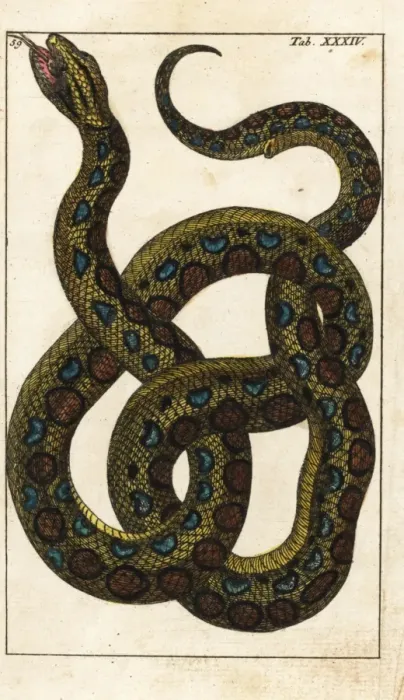 Framed Print : Boa constrictor Framed Print : Boa constrictor