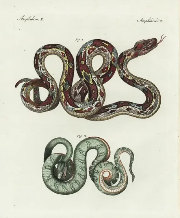 Framed Print : Boa constrictor and emerald tree boa, Corallus canina Framed Print : Boa constrictor and emerald tree boa, Corallus canina