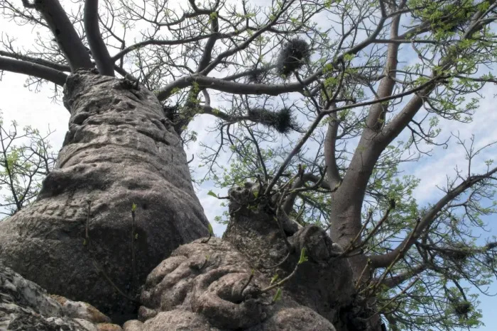 Framed Print : Boab / Baobab Tree Framed Print : Boab / Baobab Tree
