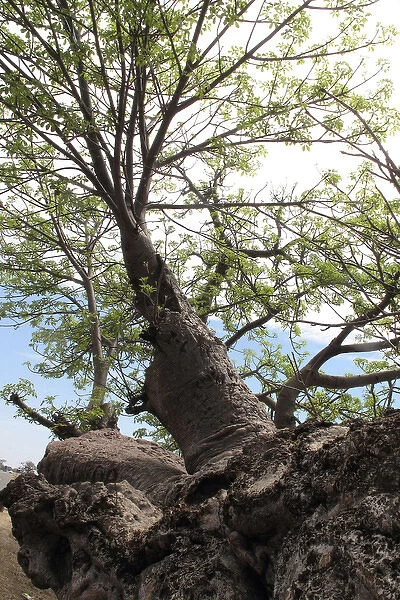 Boab  /  Baobab Tree