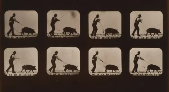Framed Print : Boar, trotting Framed Print : Boar, trotting