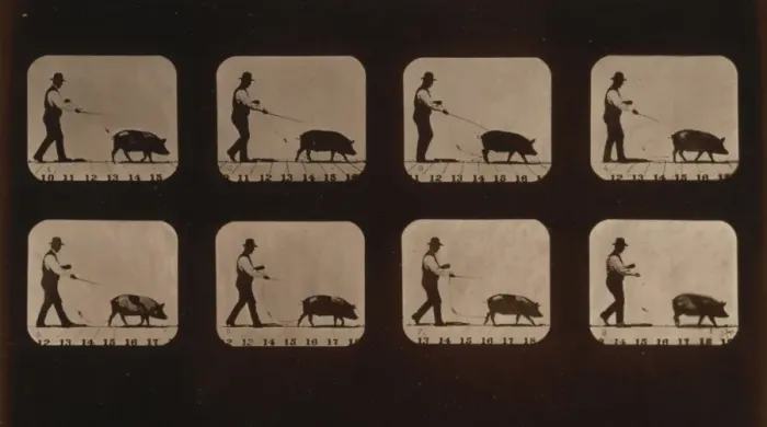 Framed Print : Boar, walking Framed Print : Boar, walking