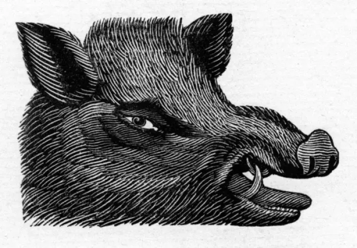 Framed Print : Boars head Framed Print : Boars head