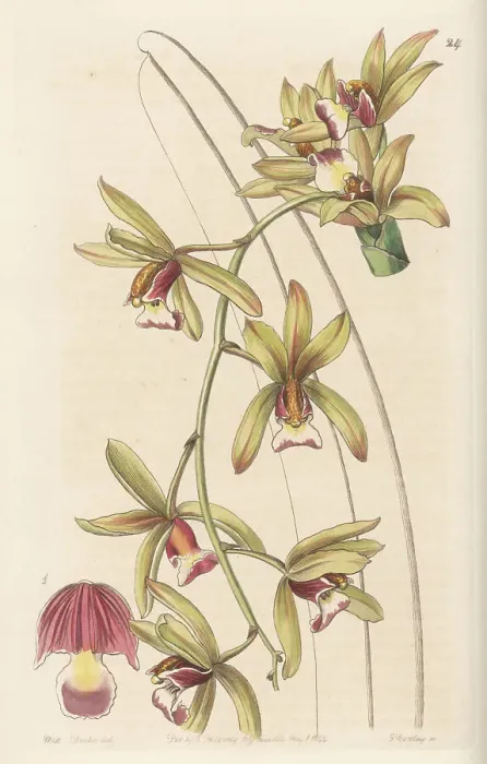 Framed Print : Boat orchid, Cymbidium finlaysonianum Framed Print : Boat orchid, Cymbidium finlaysonianum