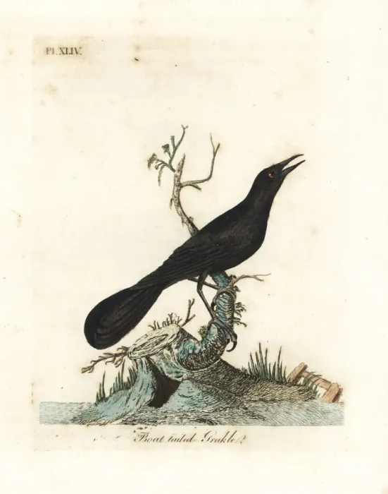 Framed Print : Boat-tailed grackle, Quiscalus major Framed Print : Boat-tailed grackle, Quiscalus major