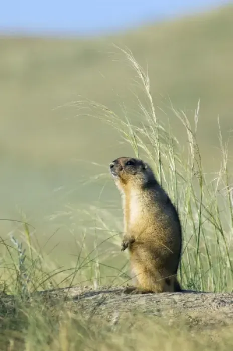 Framed Print : Bobak / Steppe Marmot - adult - observes surroundings Framed Print : Bobak / Steppe Marmot - adult - observes surroundings