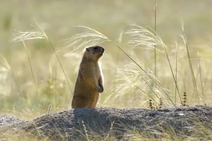 Framed Print : Bobak / Steppe Marmot - adult - observes surroundings Framed Print : Bobak / Steppe Marmot - adult - observes surroundings