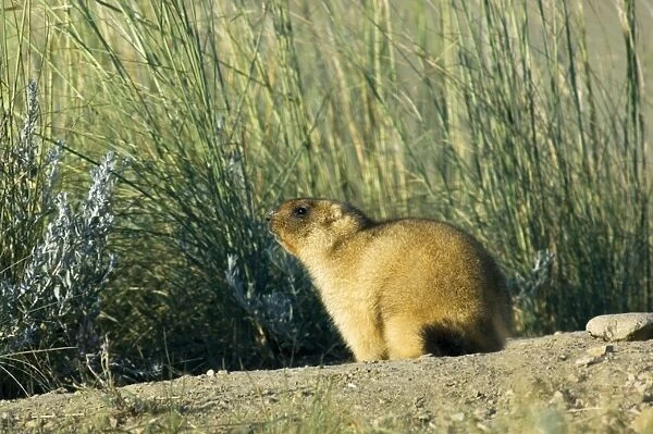 Bobak  /  Steppe Marmot - adult, ready for hibernation