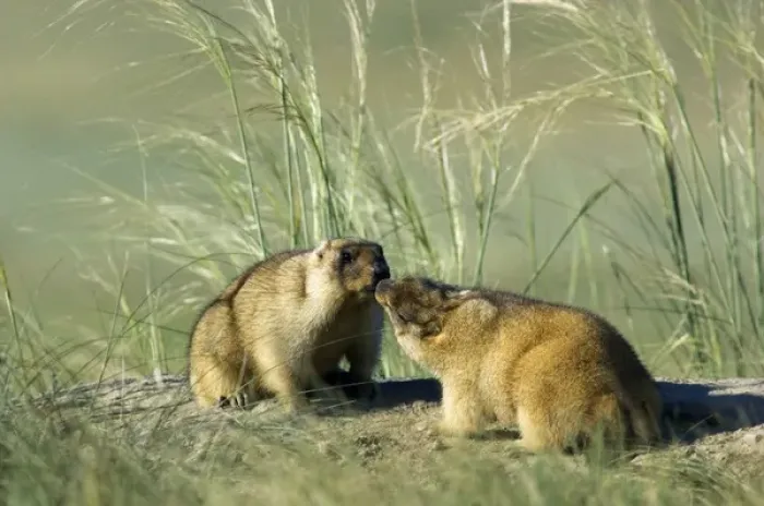 Framed Print : Bobak / Steppe Marmot - pair of adults - fattened Framed Print : Bobak / Steppe Marmot - pair of adults - fattened