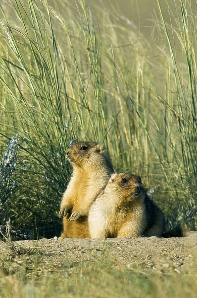 Bobak  /  Steppe Marmot - a pair of fat adults near