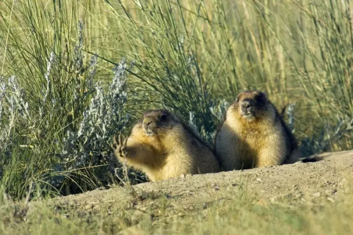 Framed Print : Bobak / Steppe Marmot - a pair of fat adults near Framed Print : Bobak / Steppe Marmot - a pair of fat adults near