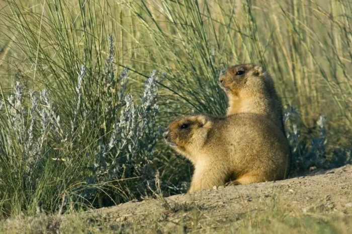 Framed Print : Bobak / Steppe Marmot - a pair of fat adults near Framed Print : Bobak / Steppe Marmot - a pair of fat adults near
