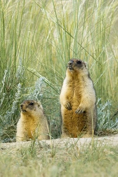 Bobak  /  Steppe Marmot - a pair of fat adults, ready