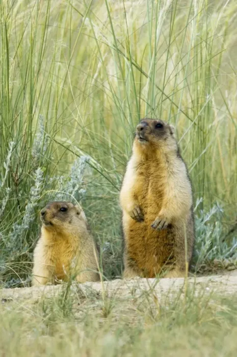 Framed Print : Bobak / Steppe Marmot - a pair of fat adults, ready Framed Print : Bobak / Steppe Marmot - a pair of fat adults, ready