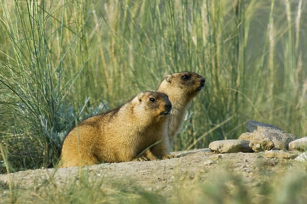 Bobak  /  Steppe Marmot - a pair of fat adults, ready