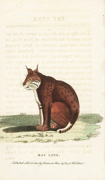 Bobcat, Lynx rufus
