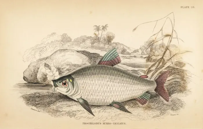 Framed Print : Bocachico or koulimata, Prochilodus rubrotaeniatus Framed Print : Bocachico or koulimata, Prochilodus rubrotaeniatus