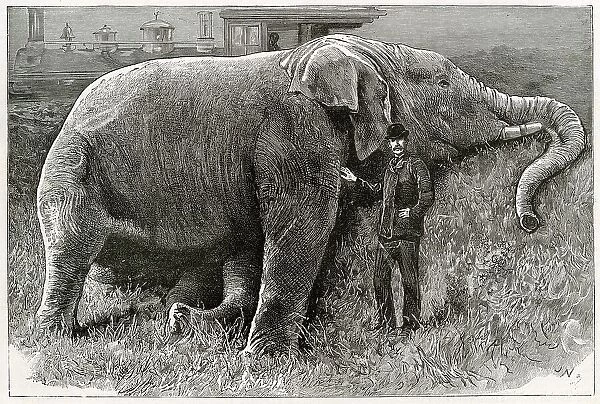 The body of Jumbo the elephant, pictured after his death following a rail crash at a marshalling yard in Ontario, Canada in 1885. Date: 1885