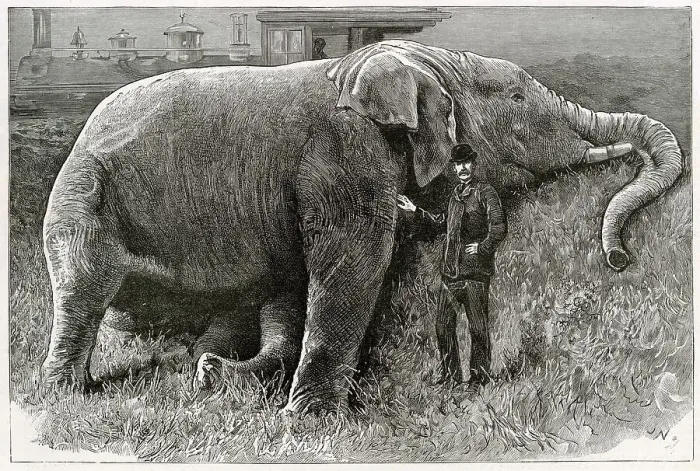 Framed Print : The body of Jumbo the elephant, pictured after his death following a rail crash at a marshalling yard in Ontario, Canada in 1885. Date: 1885