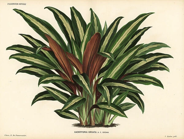 Boesenbergia ornata
