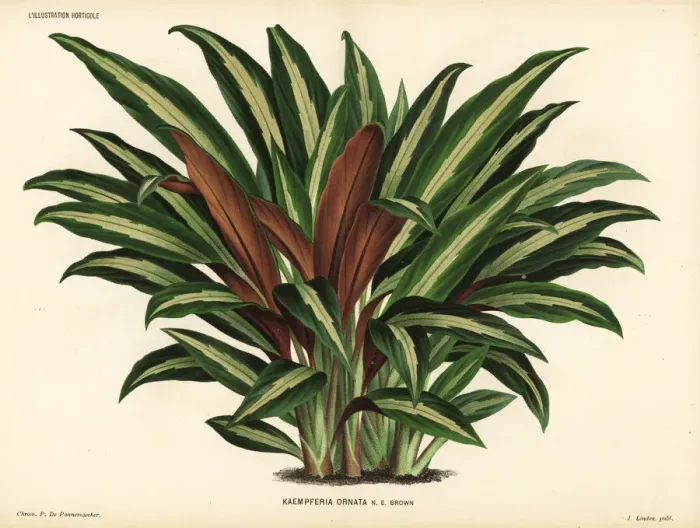 Framed Print : Boesenbergia ornata Framed Print : Boesenbergia ornata