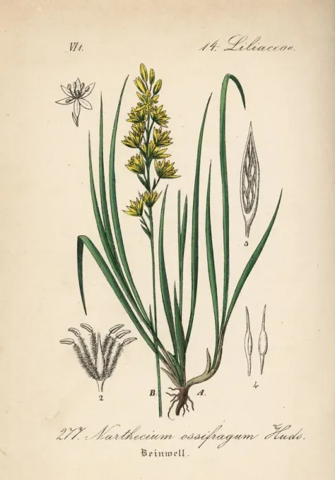 Framed Print : Bog asphodel, Narthecium ossifragum Framed Print : Bog asphodel, Narthecium ossifragum