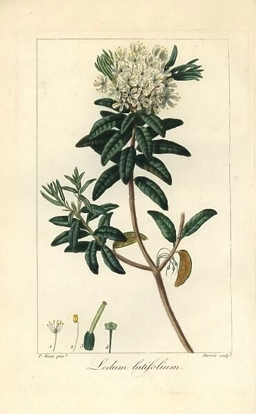 Bog Labrador tea tree, Rhododendron groenlandicum